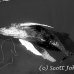 whale_humpback_sb_h_0818_dom0825_bw.jpg